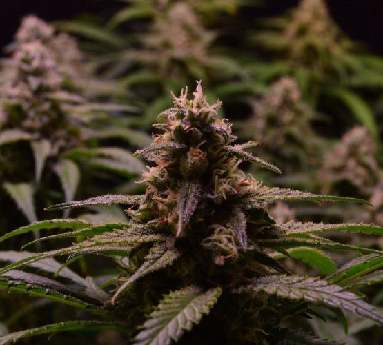 •Strawberry Guava BX•. Week 12