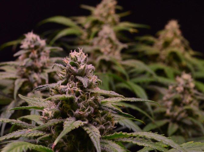 •Strawberry Guava BX•. Week 12