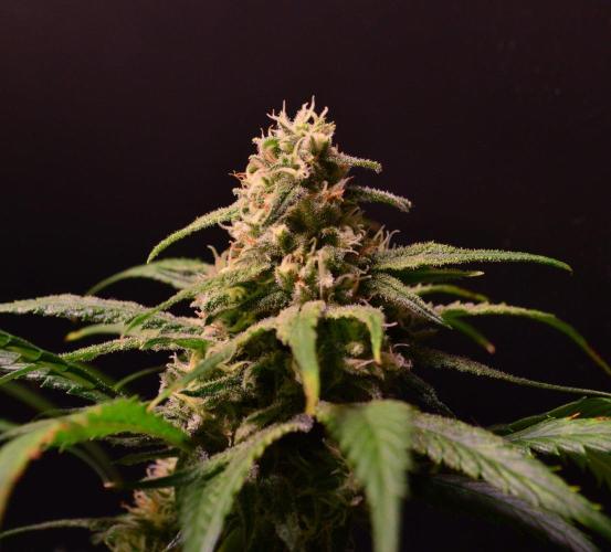 •Strawberry Guava BX•. Week 12
