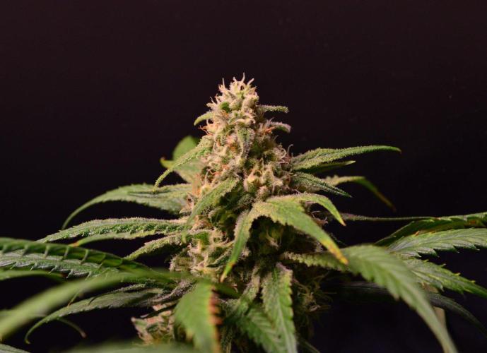 •Strawberry Guava BX•. Week 12