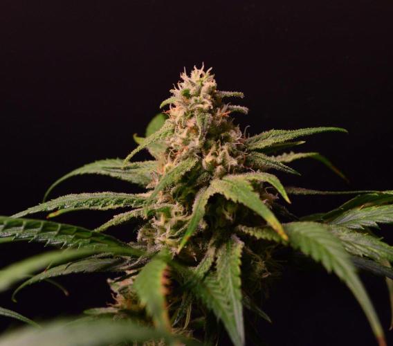 •Strawberry Guava BX•. Week 12