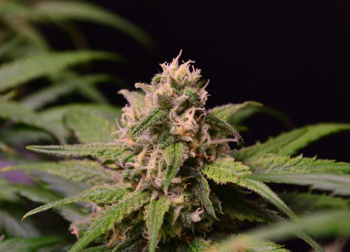 •Strawberry Guava BX•. Week 12