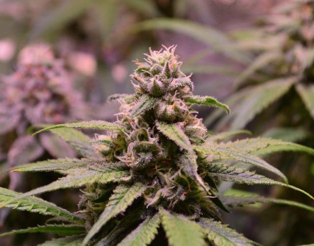 •Strawberry Guava BX•. Week 12