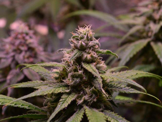 •Strawberry Guava BX•. Week 12