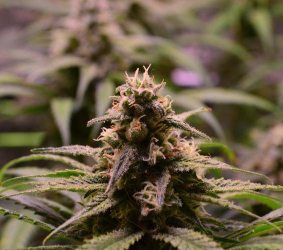 •Strawberry Guava BX•. Week 12
