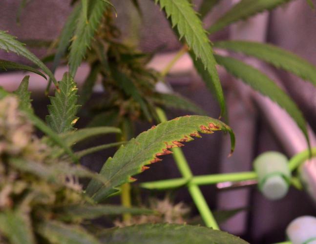 •Strawberry Guava BX•. Week 12