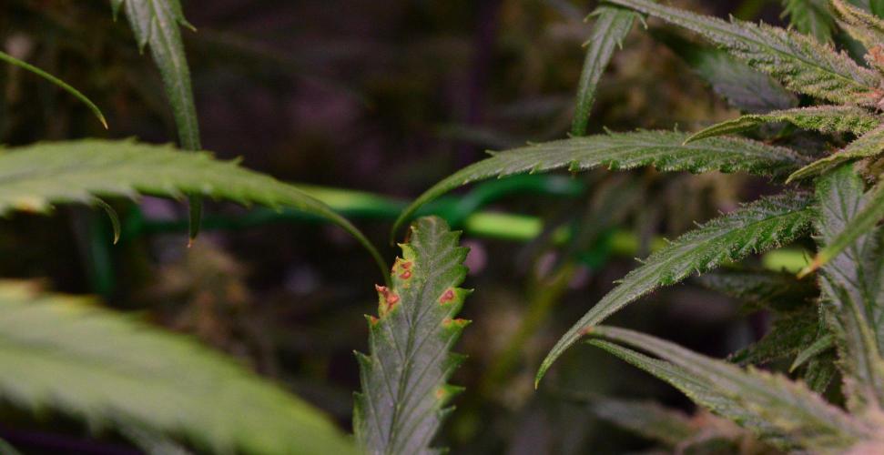 •Strawberry Guava BX•. Week 12