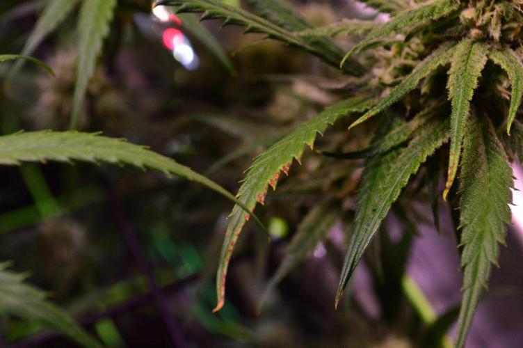 •Strawberry Guava BX•. Week 12