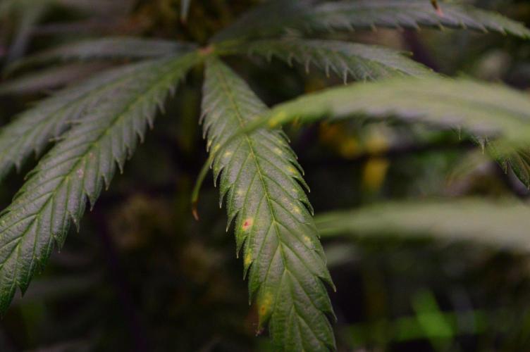 •Strawberry Guava BX•. Week 12