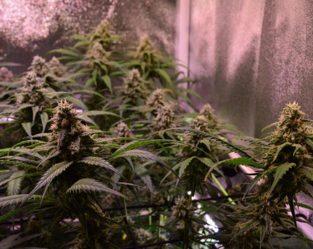 •Strawberry Guava BX•. Week 12