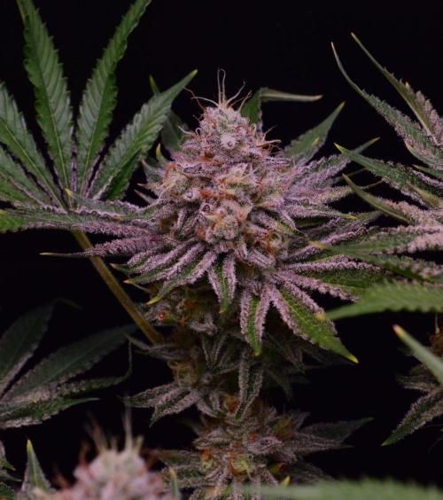 • Deepwater Cherry •. Week 13 - D91/49F