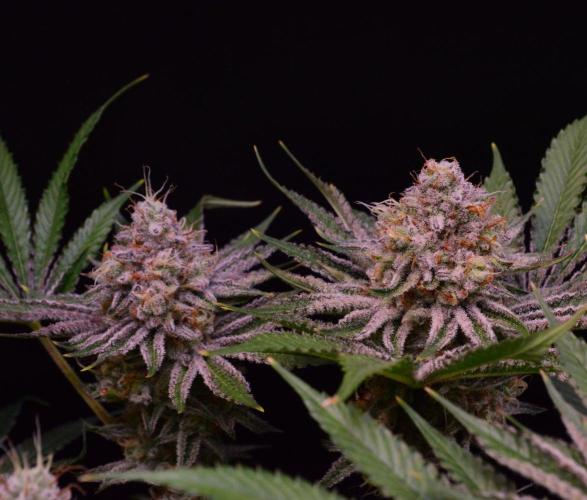 • Deepwater Cherry •. Week 13