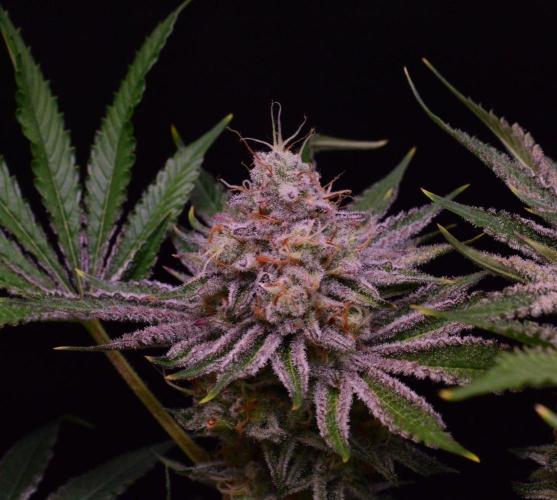 • Deepwater Cherry •. Week 13