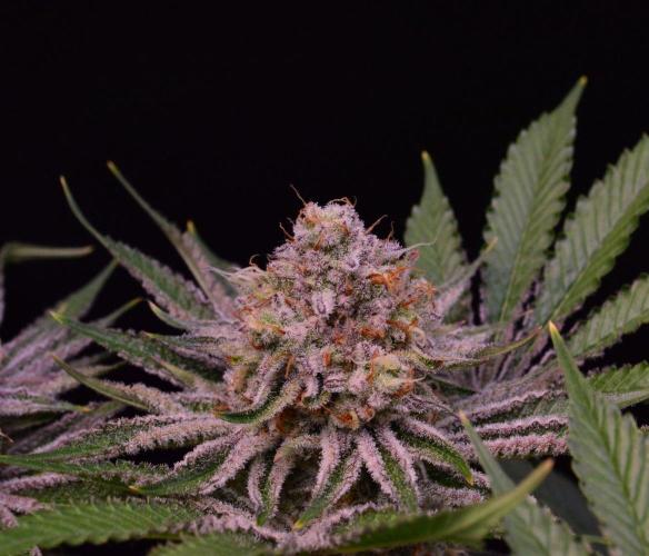 • Deepwater Cherry •. Week 13