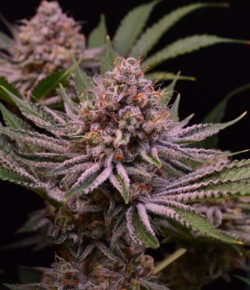 • Deepwater Cherry •. Week 13