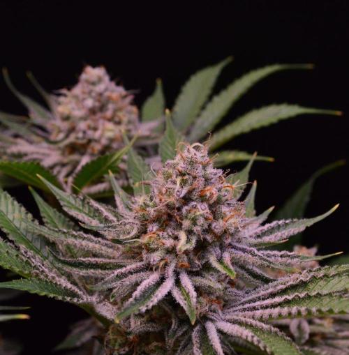 • Deepwater Cherry •. Week 13