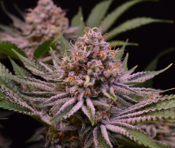 • Deepwater Cherry •. Week 13