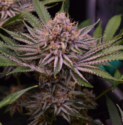 • Deepwater Cherry •. Week 13