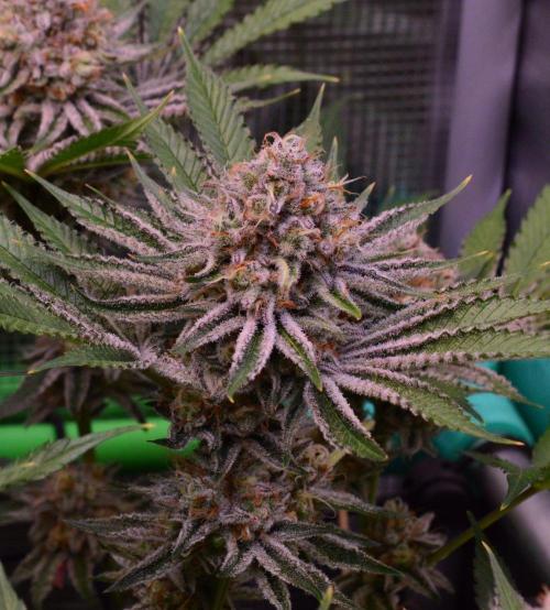 • Deepwater Cherry •. Week 13