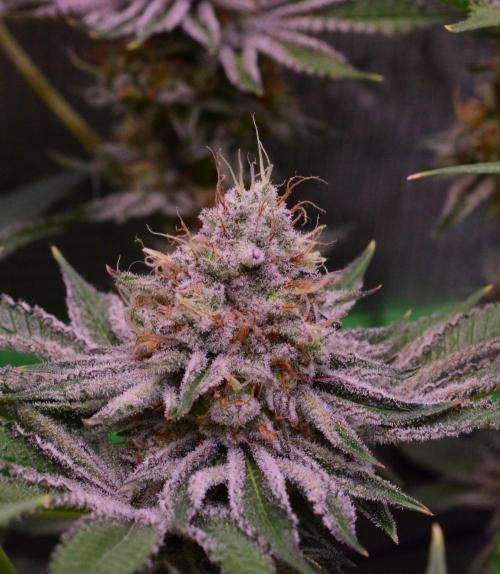 • Deepwater Cherry •. Week 13