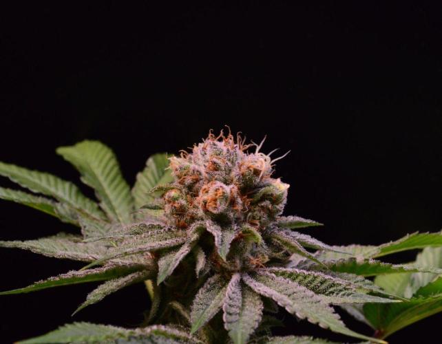 • Deepwater Cherry •. Week 13