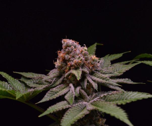 • Deepwater Cherry •. Week 13