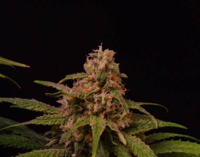 •Strawberry Guava BX•. Week 13 - D91/49F