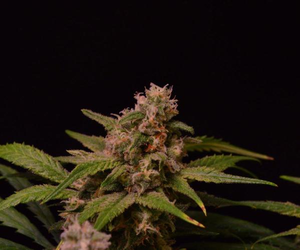 •Strawberry Guava BX•. Week 13