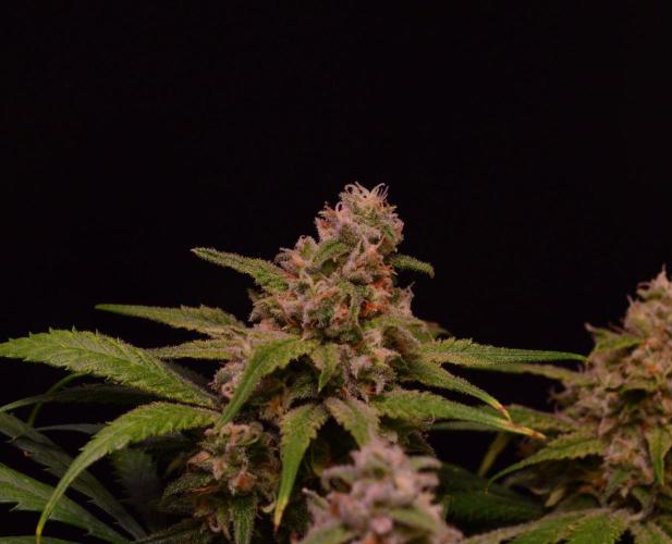 •Strawberry Guava BX•. Week 13