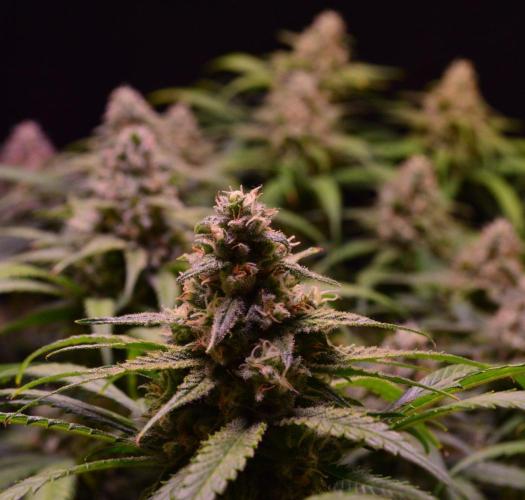 •Strawberry Guava BX•. Week 13
