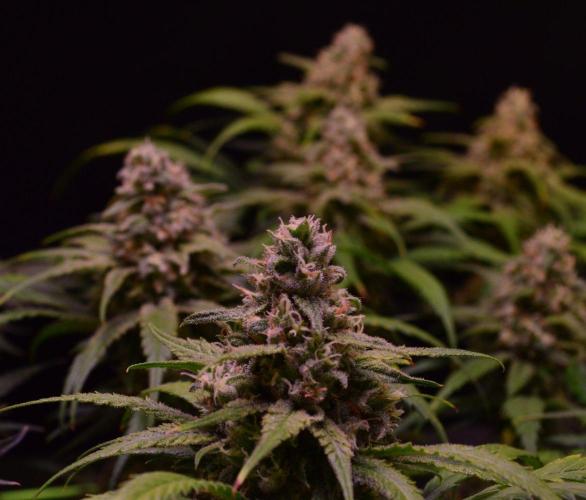 •Strawberry Guava BX•. Week 13