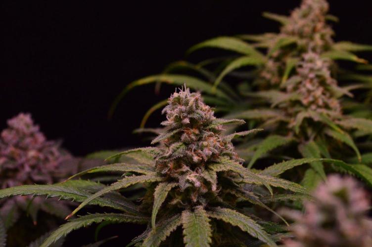 •Strawberry Guava BX•. Week 13