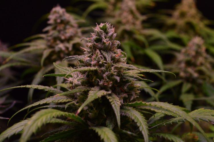 •Strawberry Guava BX•. Week 13