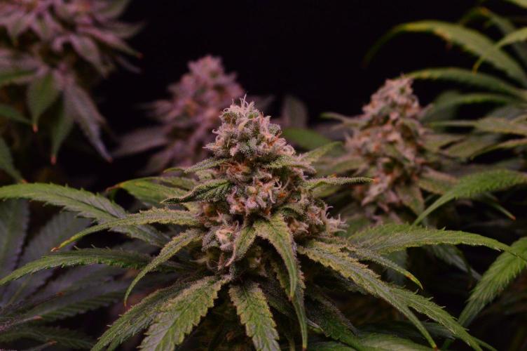 •Strawberry Guava BX•. Week 13