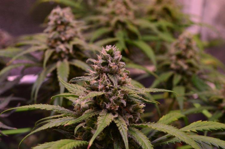 •Strawberry Guava BX•. Week 13