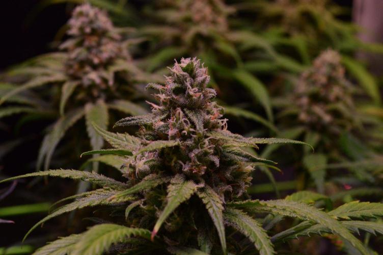 •Strawberry Guava BX•. Week 13