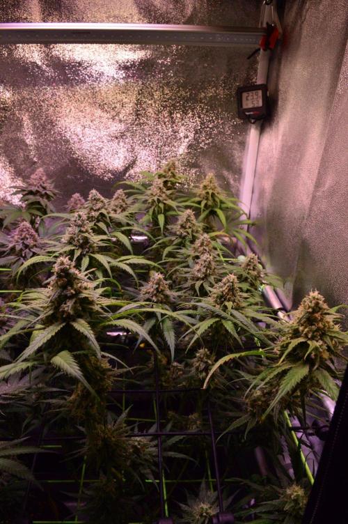 •Strawberry Guava BX•. Week 13