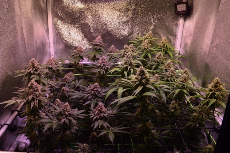 •Strawberry Guava BX•. Week 13