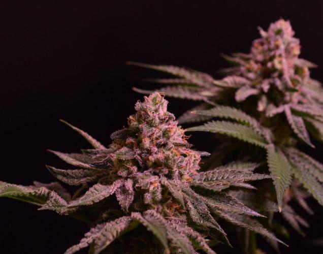 • Strawberry Lobster •. Week 13 - D91/49F