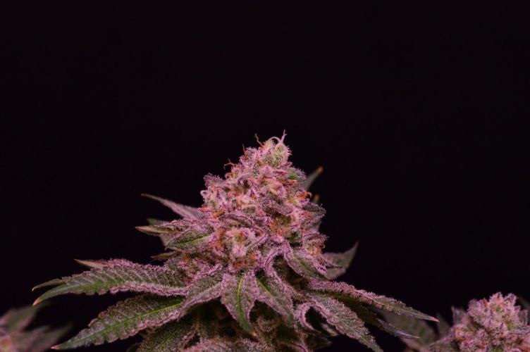 • Strawberry Lobster •. Week 13