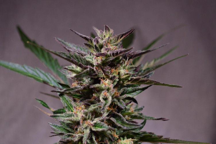 •FBA 2602 • Testers•. Week 11 - D71/43F // last shots