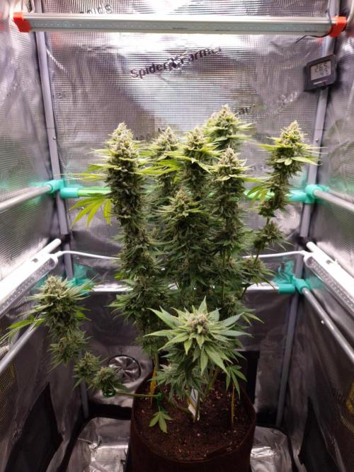 • Fruity Pebbles •. Week 14 - D97/55F