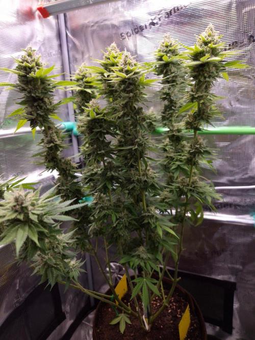 • Fruity Pebbles •. Week 14