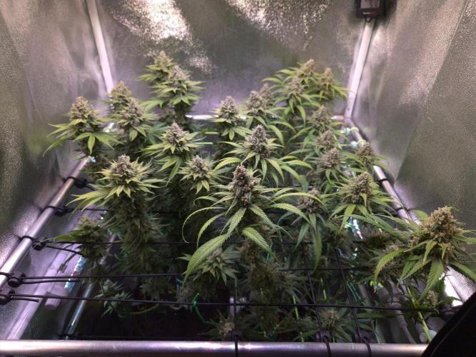 • Fruity Pebbles •. Week 14