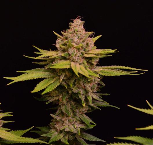 • Fruity Pebbles •. Week 14 - D98/56F
