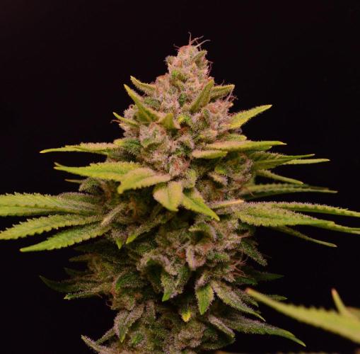 • Fruity Pebbles •. Week 14