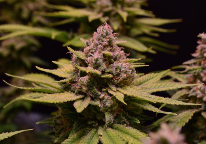 • Fruity Pebbles •. Week 14