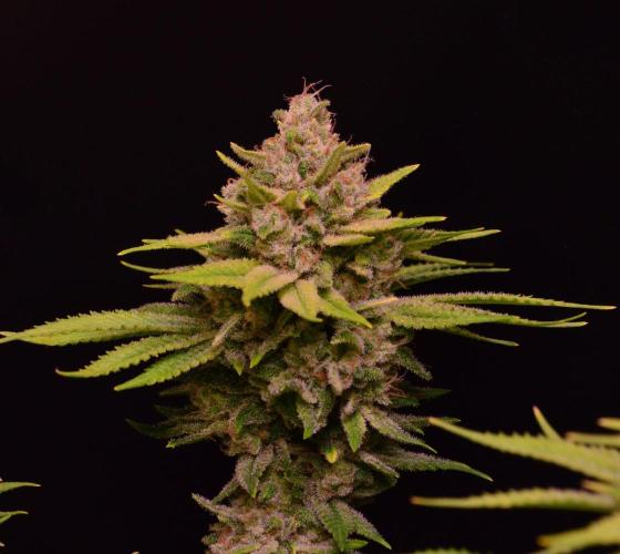 • Fruity Pebbles •. Week 14