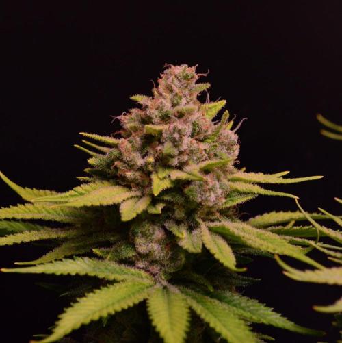 • Fruity Pebbles •. Week 14