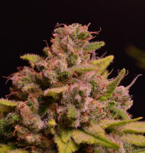 • Fruity Pebbles •. Week 14